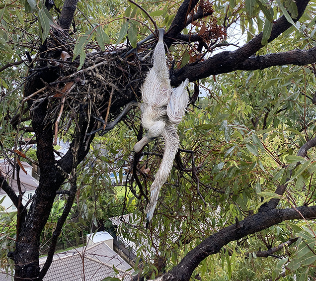 spoonbill caught in tree